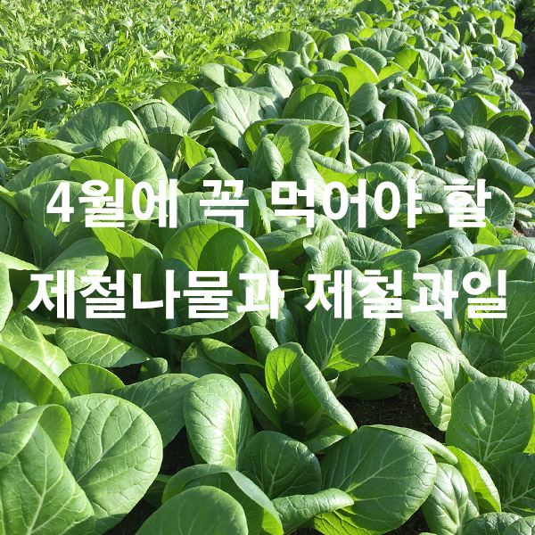 4월에 꼭 먹어야 할 제철 나물과 제철 과일