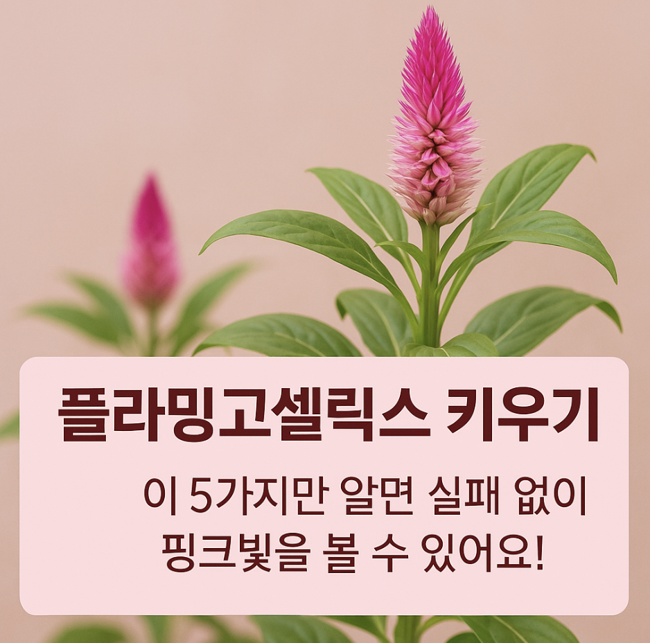 플라밍고셀릭스 키우기, 이 5가지만 알면 실패 없이 핑크빛을 볼 수 있어요!