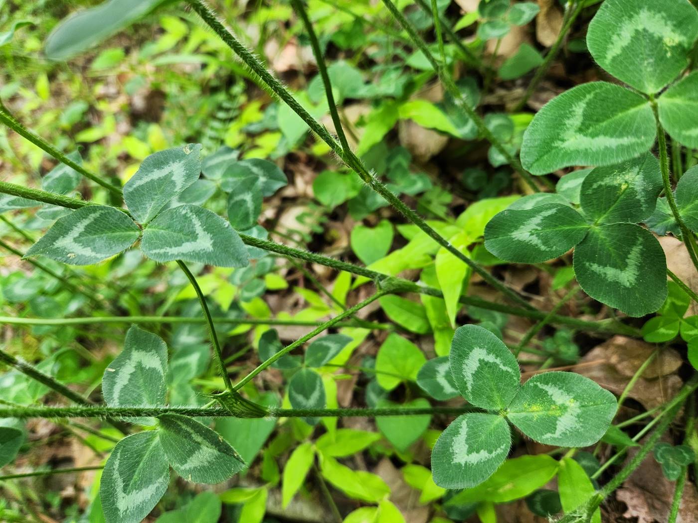 붉은토끼풀 Red Clover