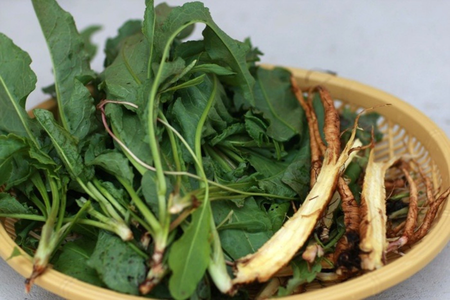 야생에서 채취를 한 소루쟁이의 잎과 뿌리를 깨끗하게 세척한 후에 흰색 바닥 위에 대나무로 만든 동그란 바구니에 가득 담아두고 찍은 사진