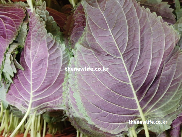 자색 깻잎 효능 EPA 및 로즈마린산 성분 실사진