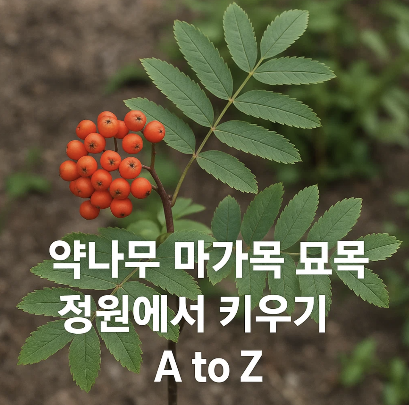 약나무 마가목 묘목, 정원에서 키우기 A to Z
