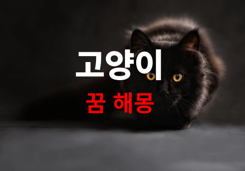 어둠속에 검은 고양이 모습