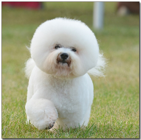 앞발을 들고있는 비숑프리제