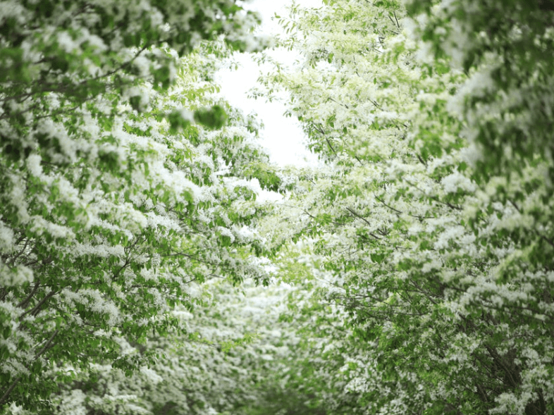 청주무심천-이팝나무길