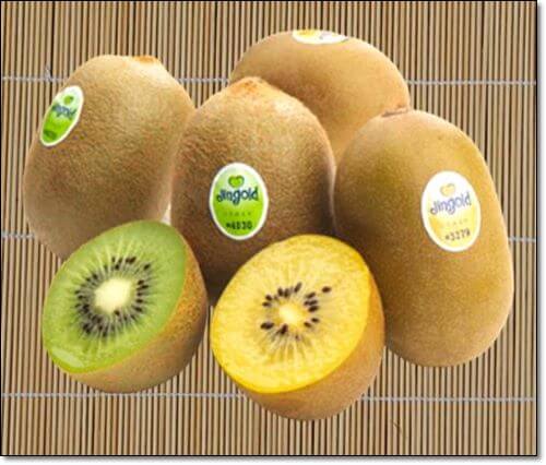 그린키위 골드키위