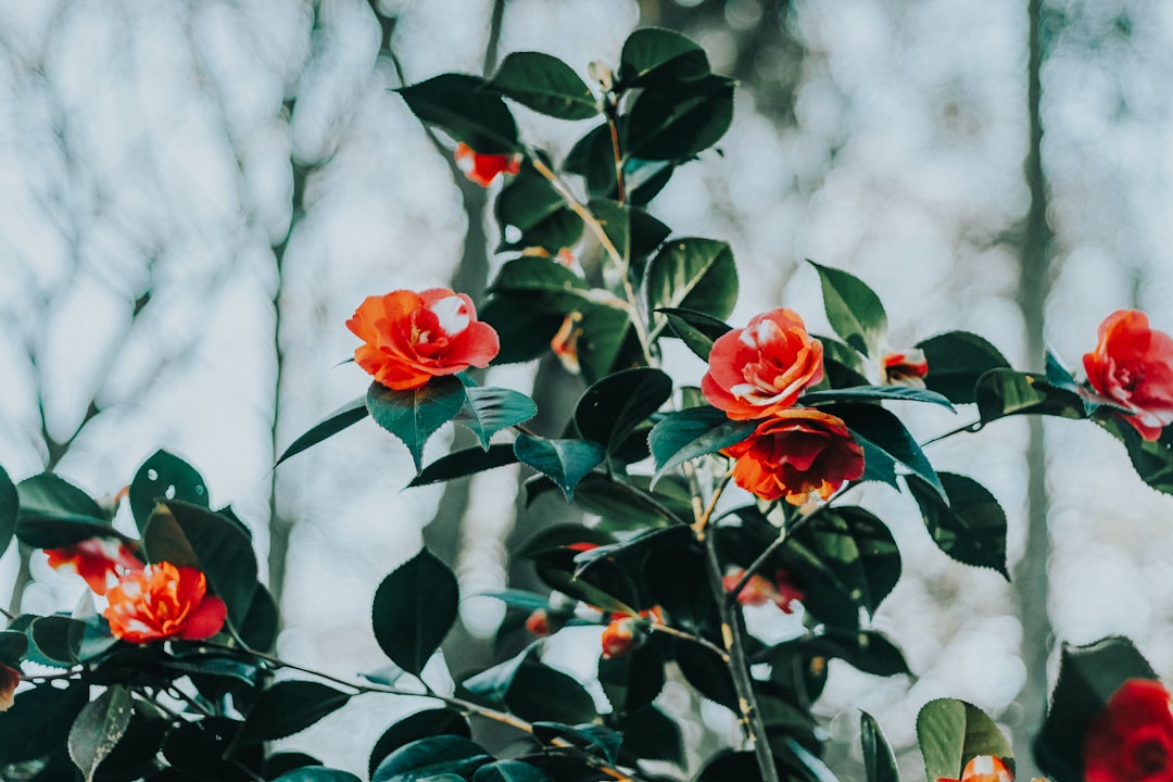 Camellia