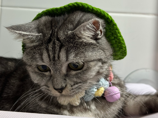 고양이 빤히