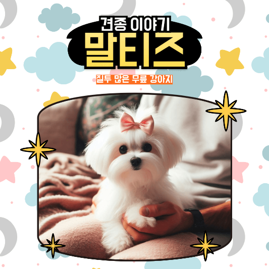질투 많은 무릎 강아지 말티즈(Maltese)