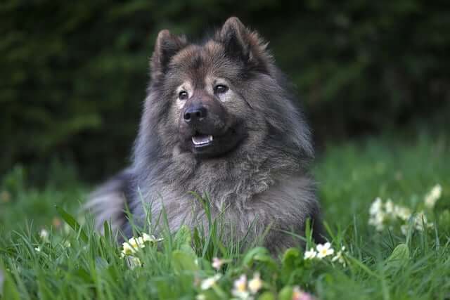 반려동물 등록 캠패인