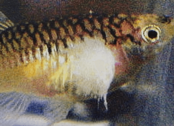 구피 질병 증상(백점병&amp;#44; 마우스펑기&amp;#44; 솔방울병 등)