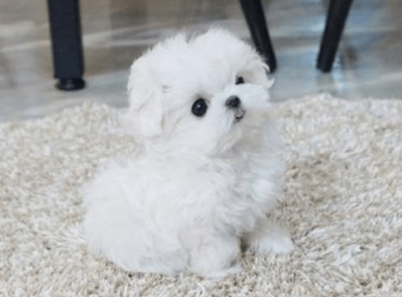 하얀-몰티즈-아기-강아지
