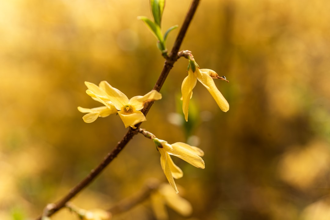 forsythia