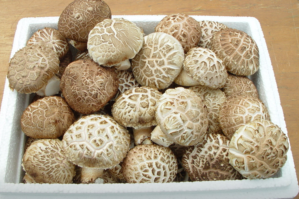 극한직업 명이나물