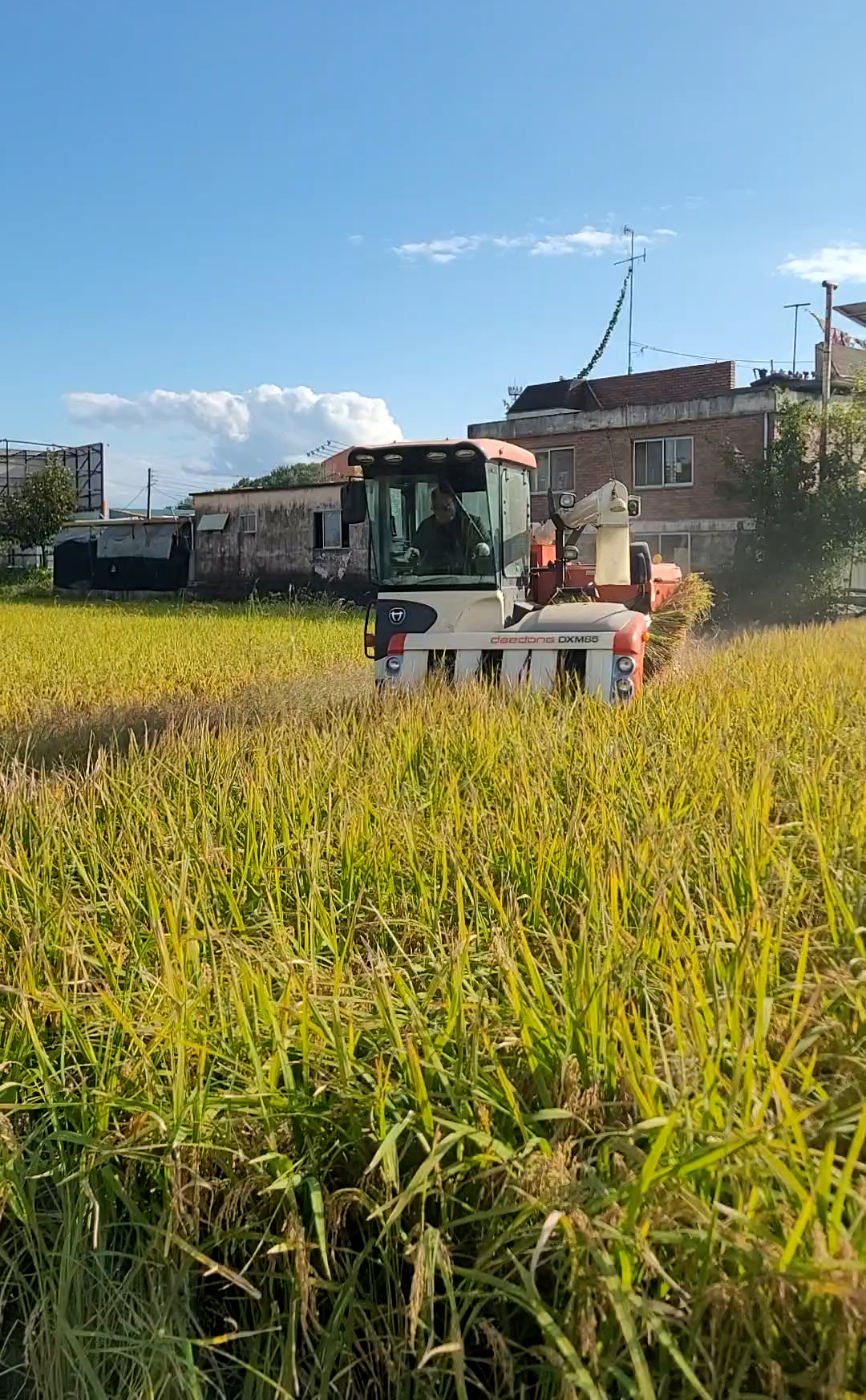 콤바인 벼베는 풍경