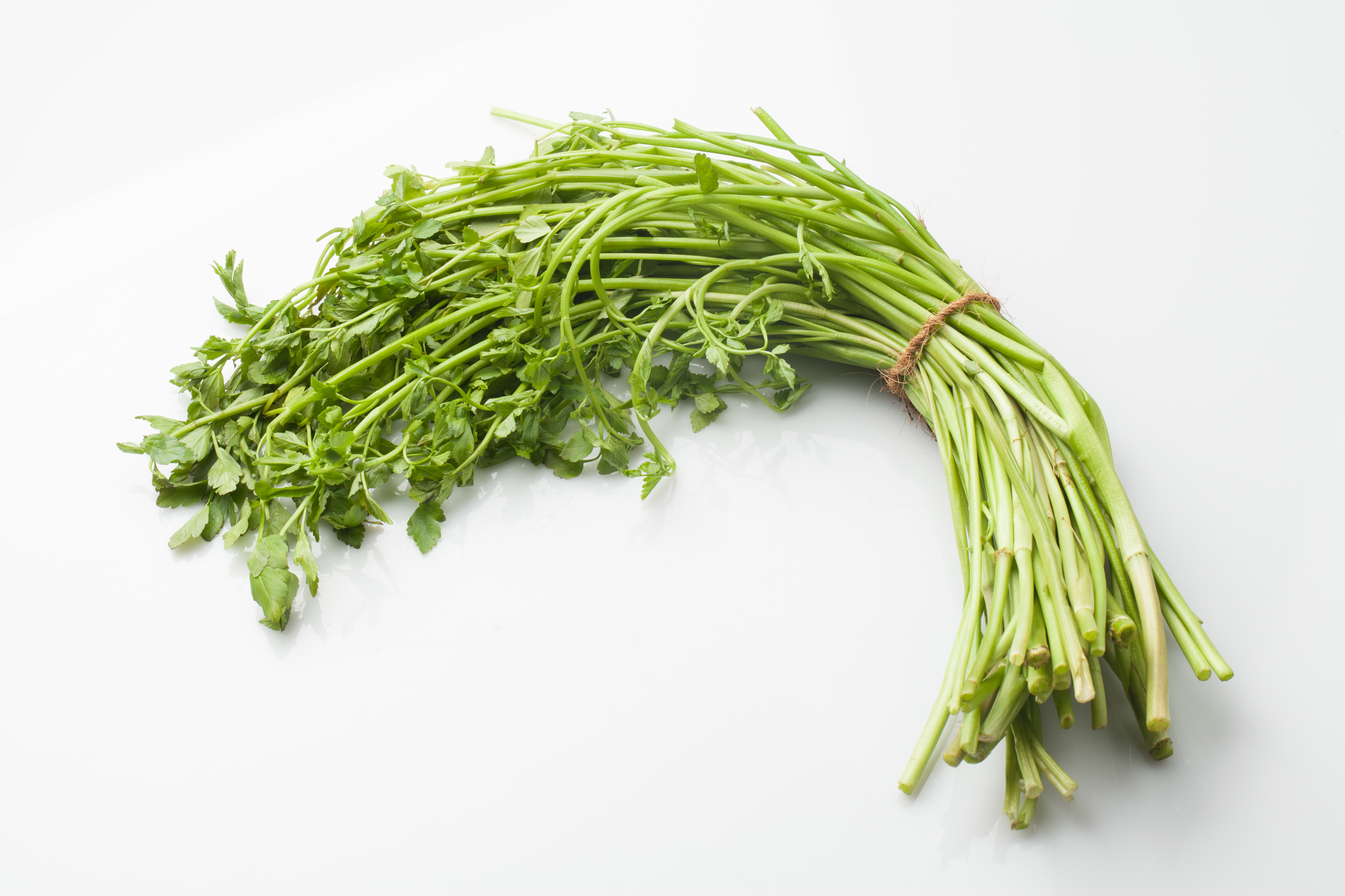 야생에서 채취를 한 미나리를 잘 세척해고 건조하고 다듬어서&#44; 한다발을 모아 끈으로 묶어서 하얀 바닥 위에 놓고 찍은 사진