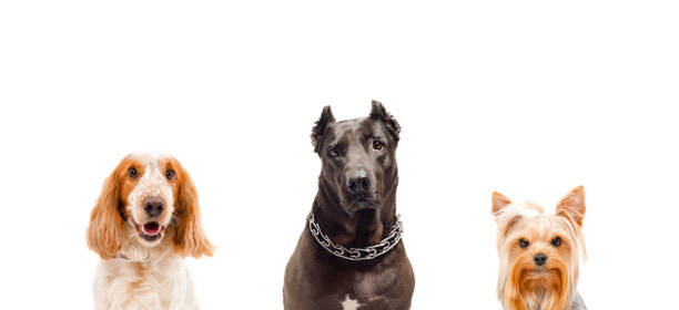 에너지가 넘치는 중형견 성격