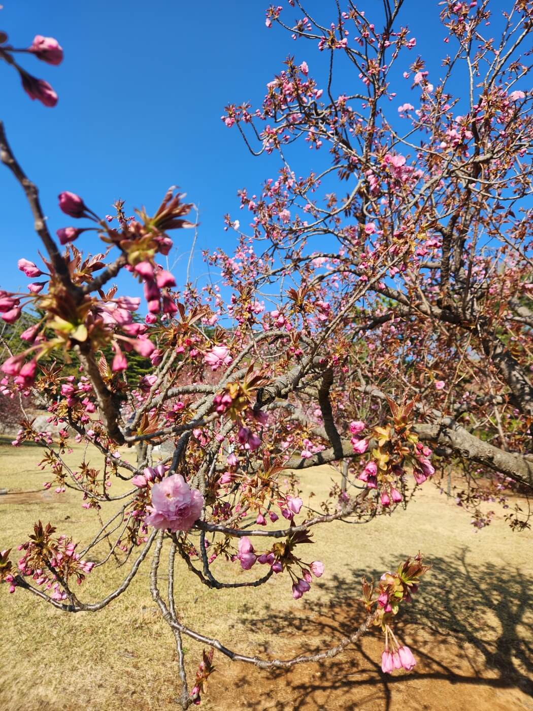 겹벚꽃4월15일자