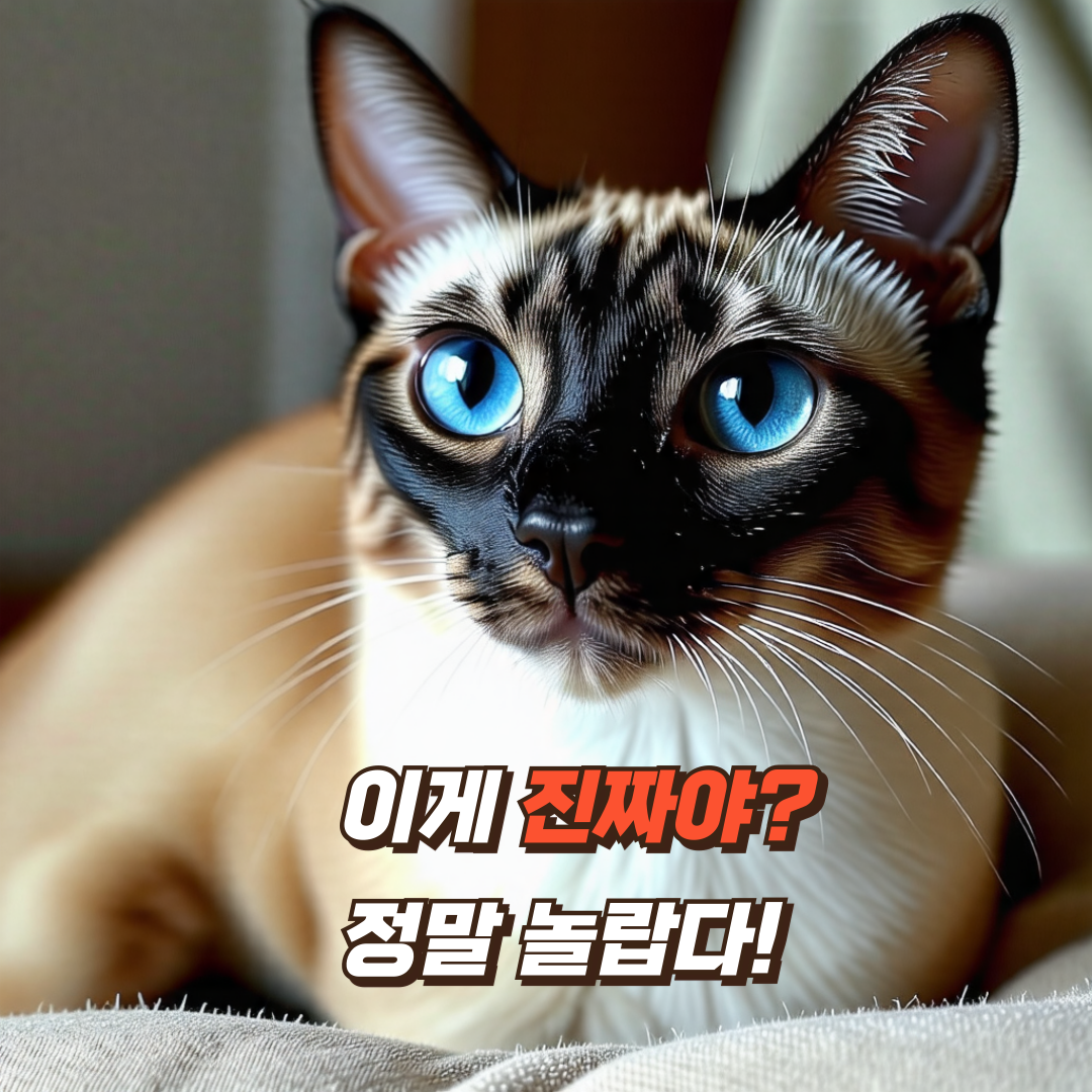 고양이-치아-관리