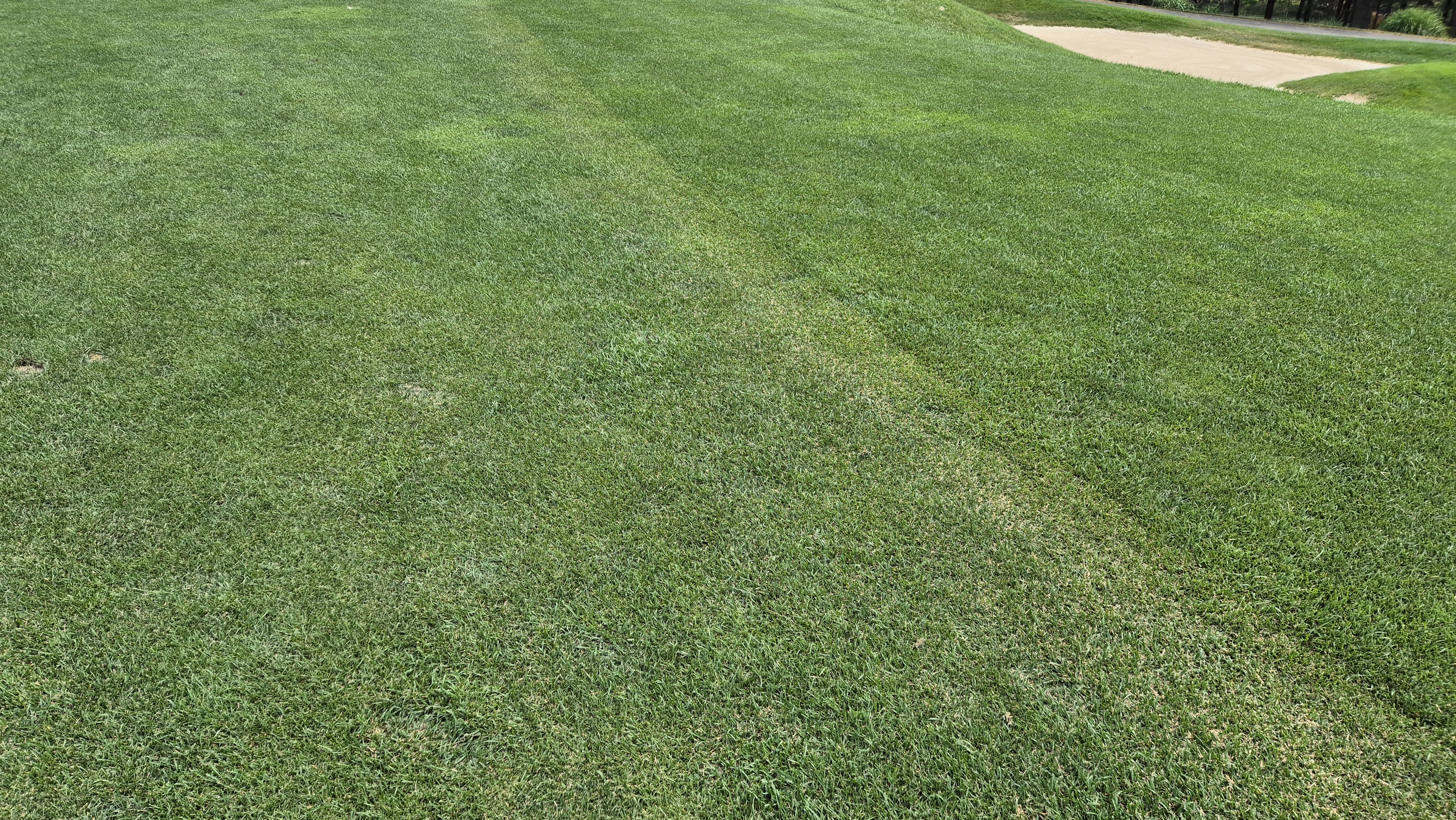 파인리즈cc 라운드 후기