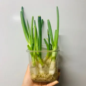 텃밭 대파 키우는 법 토양 북주기 웃거름 병해 예방_5