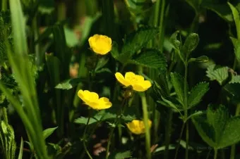 5월의 야생화 백화등 소리쟁이 낮달맞이꽃 알프스민들레_12