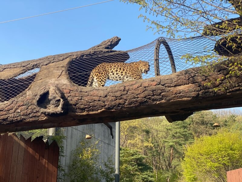 과천-서울대공원-표범이-나무로-만든-통로를-이동