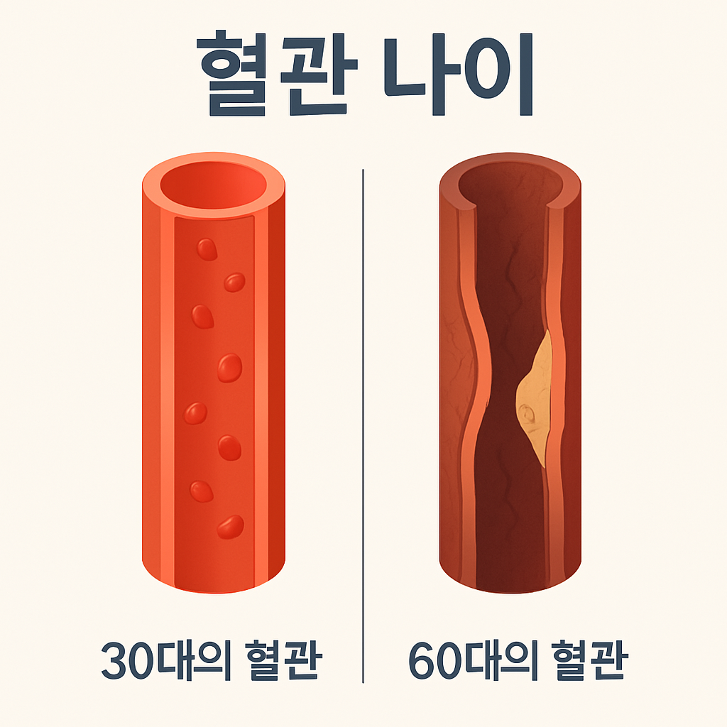 혈관_나이_30대_60대