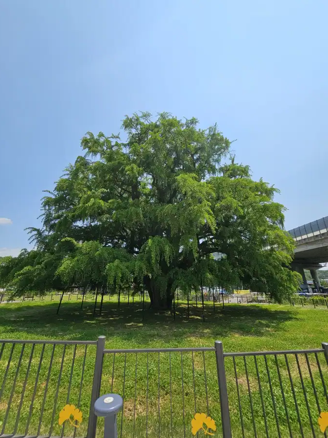 장수동 은행나무 봄철 모습