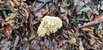 싸리버섯 채취시기종류 정보를 정리_24