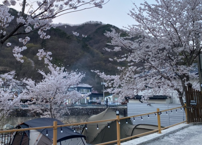 벚꽃 캠핑장