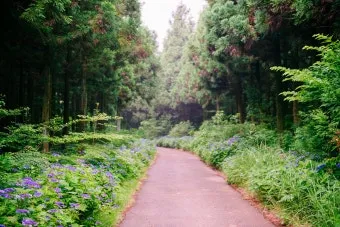 걷기좋은 숲길 50 서울 전남 경북_27