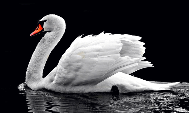 물에 하얀 백조가 있다. 매우 우아하게 생겼고 부리는 다홍색이다.