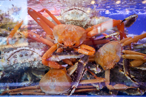 경포대불타는횟집