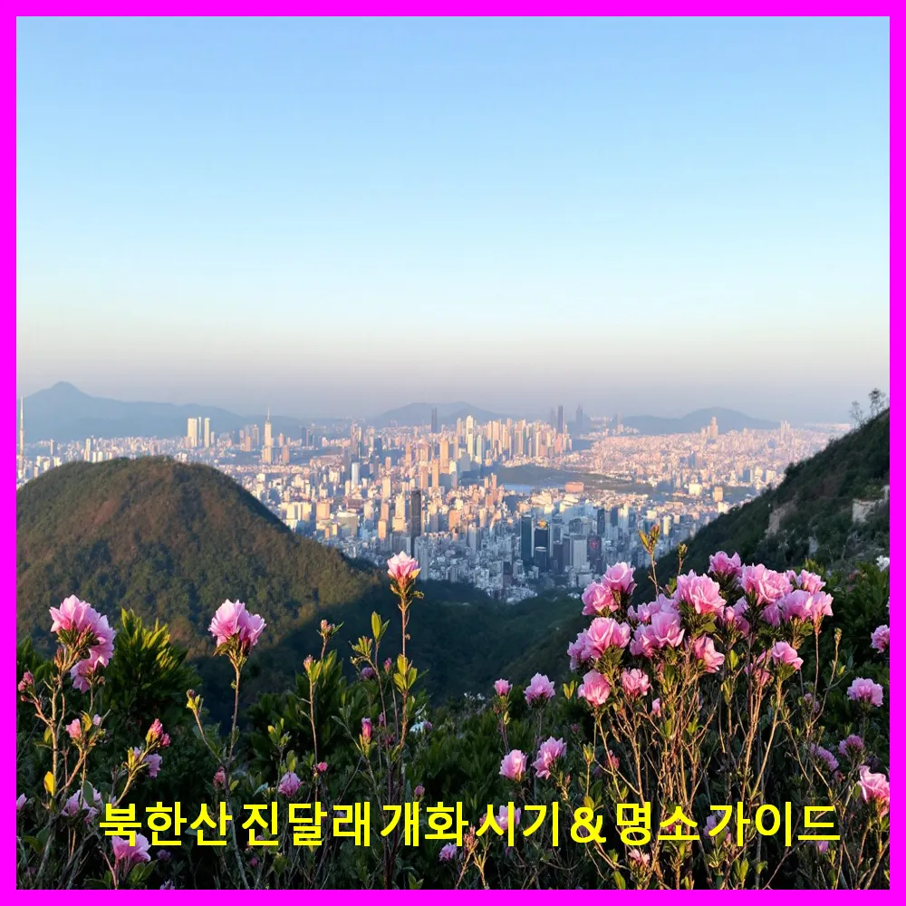 북한산 진달래 개화 시기 &amp; 명소 가이드