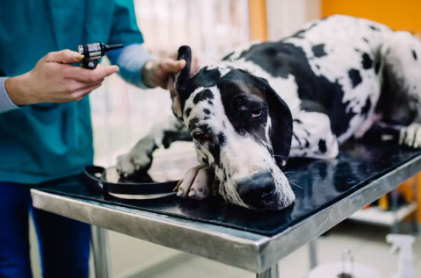 진료받은 그레이트 댄