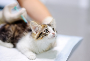 주사를 맞는 아기 고양이