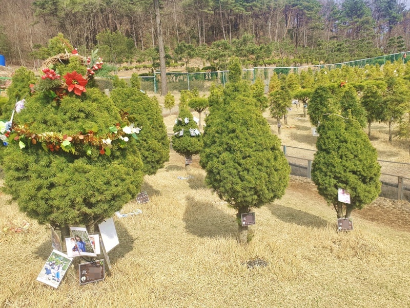 파주 수목장