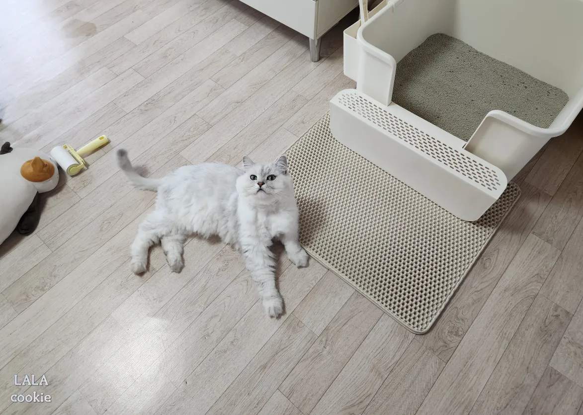 고양이-화장실-추천-고양이와-화장실