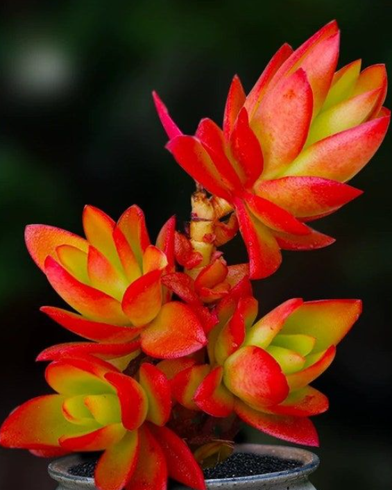 크라슐라 캠프파이어