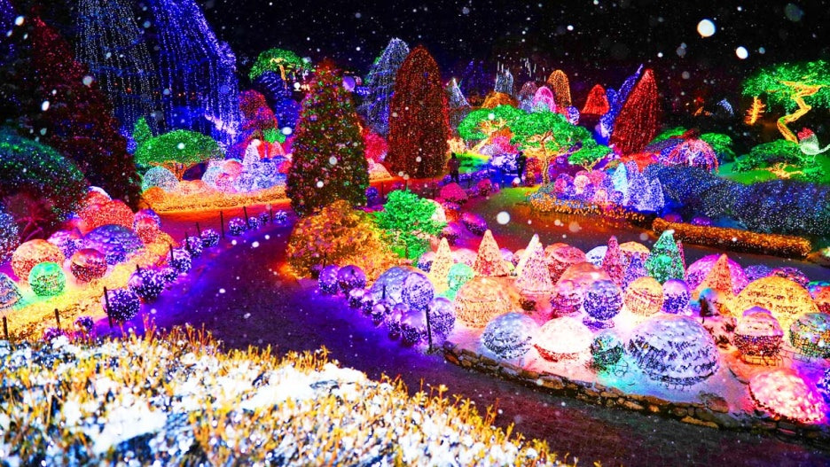 아침고요수목원 오색별빛정원전 겨울 야경 명소 지금 절정