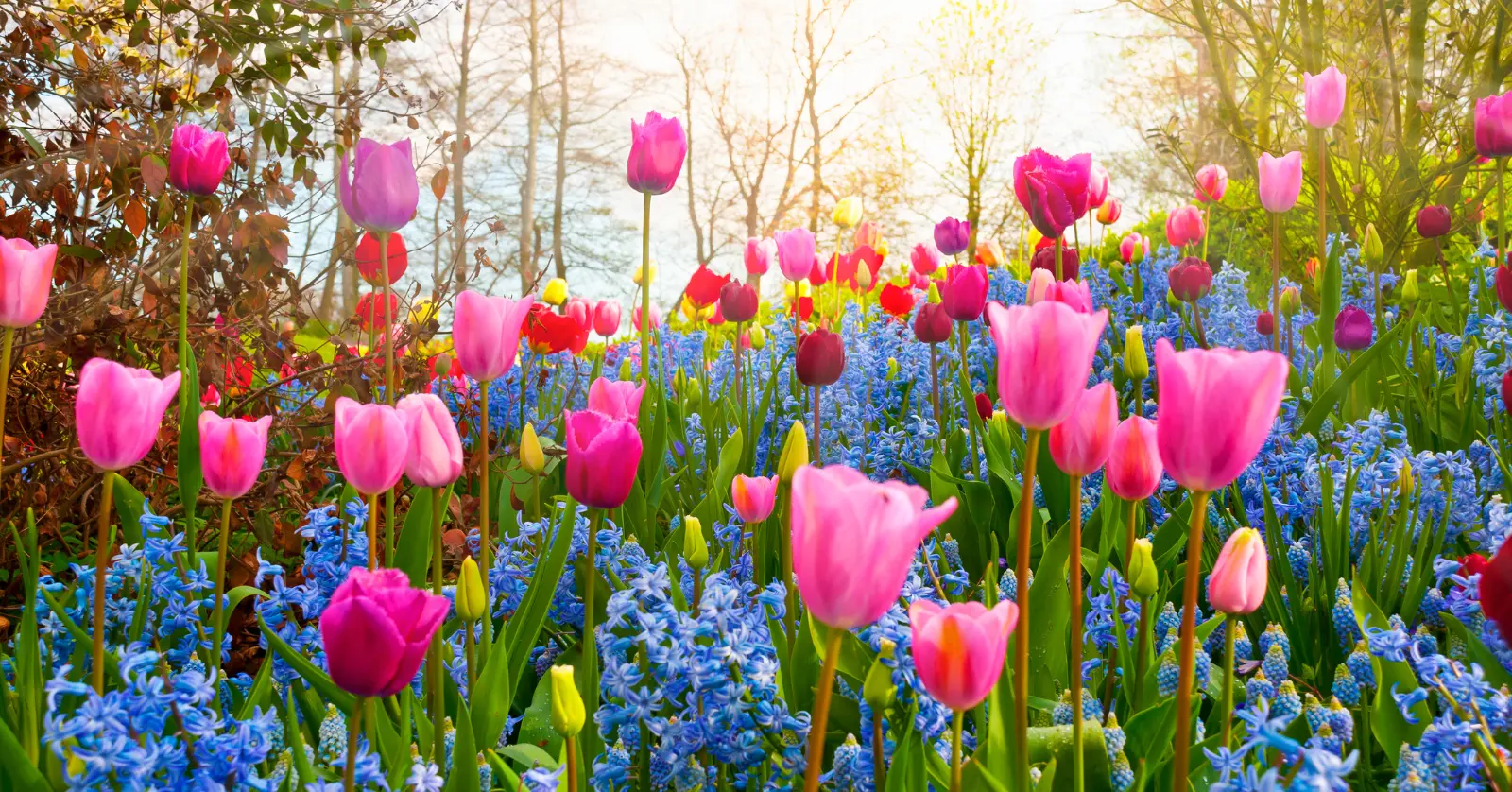 꽃이름 알려주는 어플