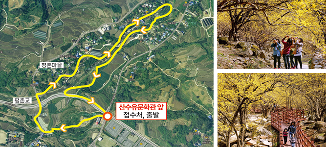 구례 산수유꽃 축제