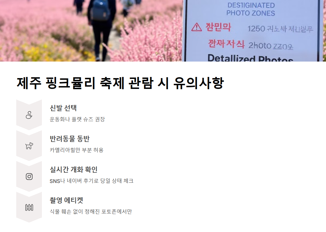 제주 핑크뮬리 축제, 가을 감성 느낌 100%