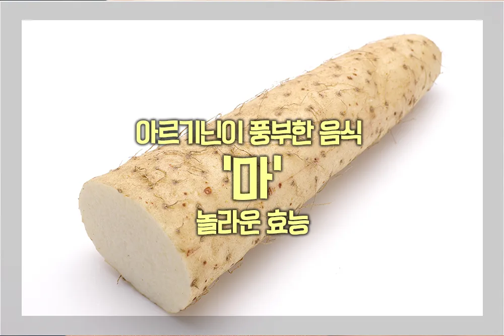 아르기는 풍부한 음식 마