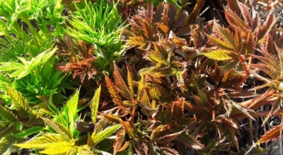 눈개승마 이미지