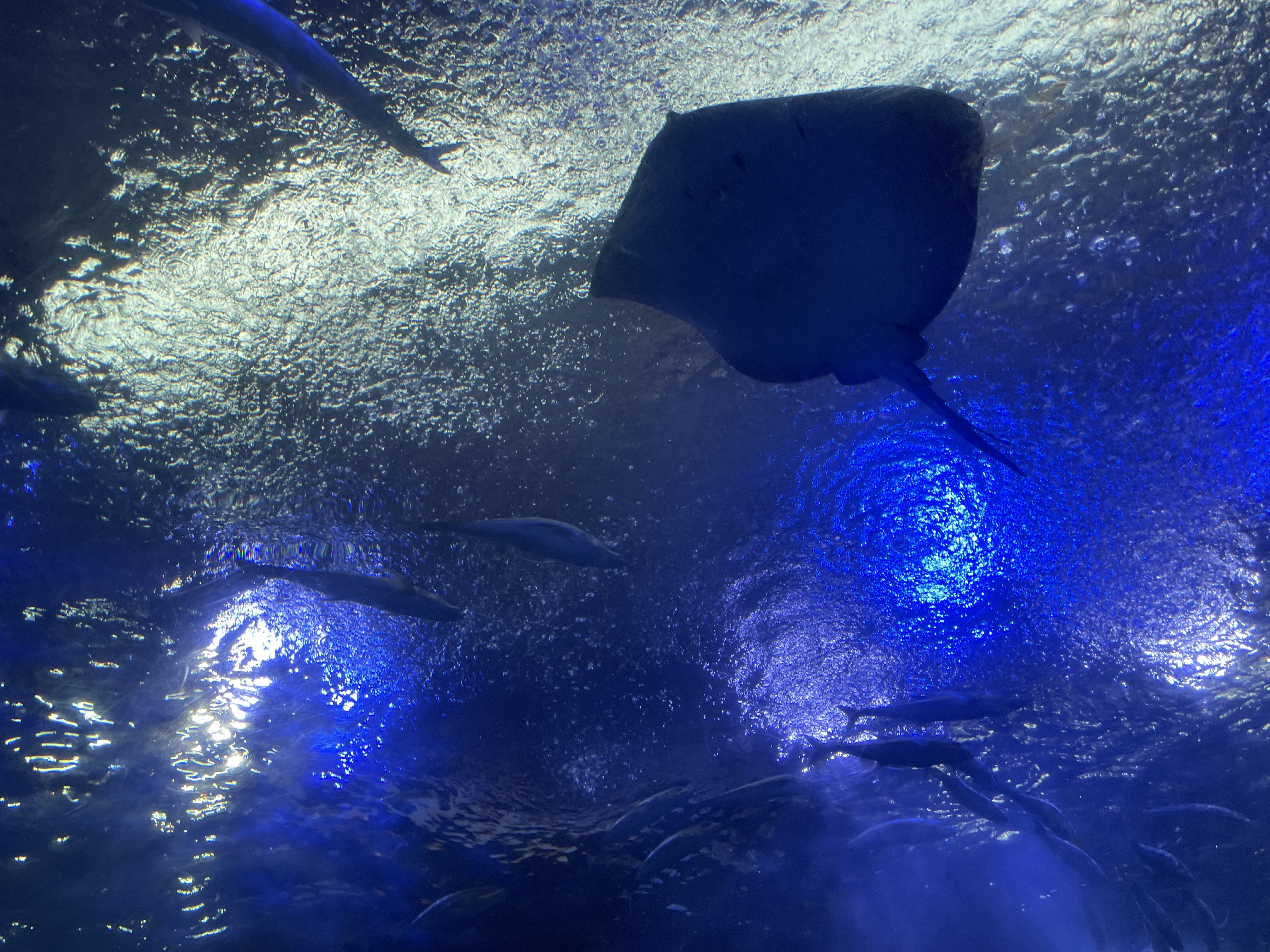 여수 아쿠아플라넷