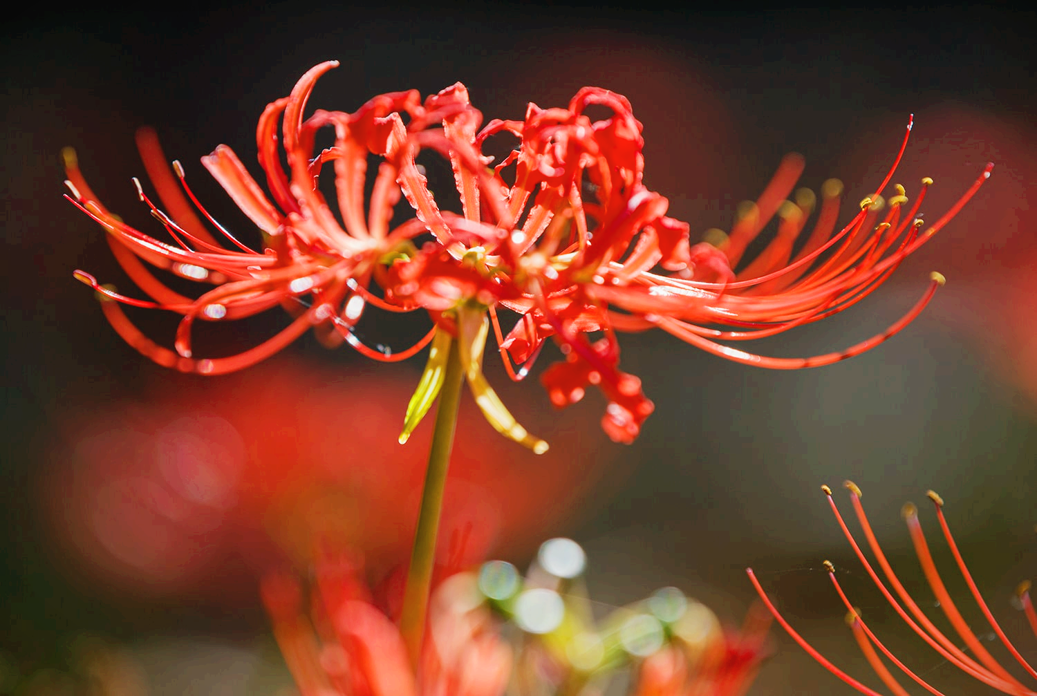 분당 중앙공원 꽃무릇