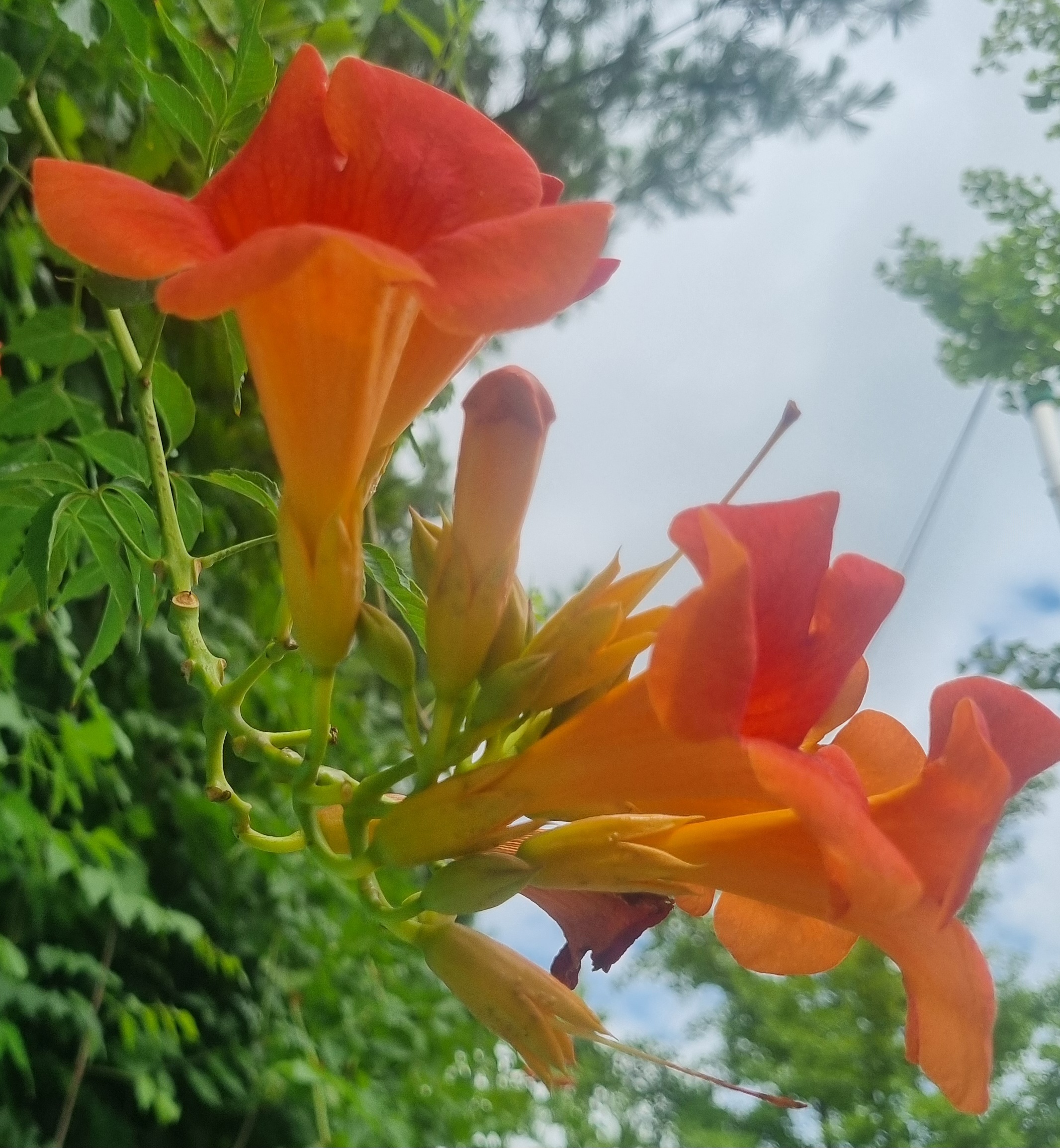 여름 하늘 아래 핀 능소화 꽃다발