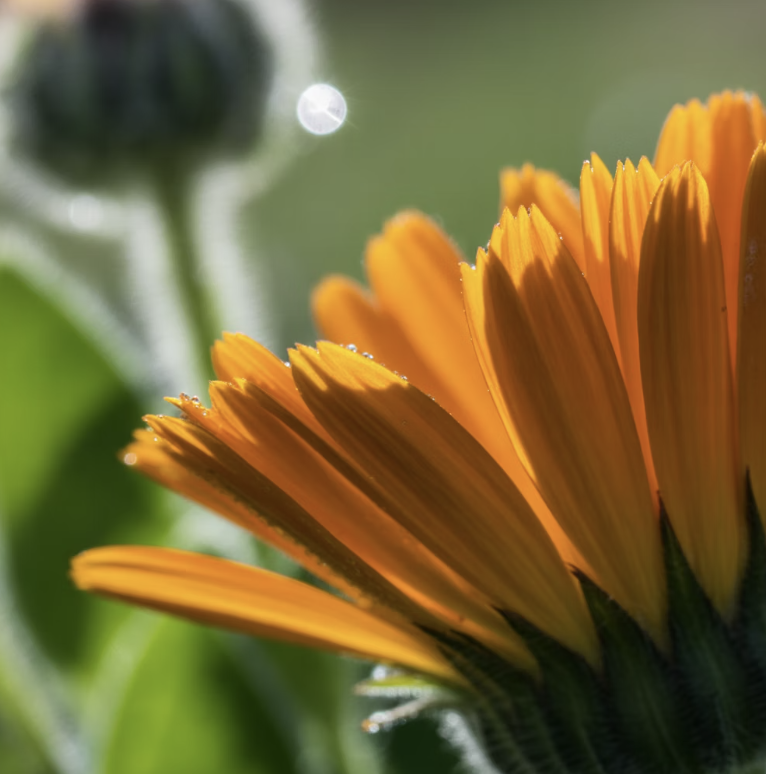 '성모 마리아의 황금 꽃'